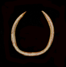 Bracelet, Celtic, 4th-1st Cent BC